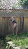 Happy at Fence